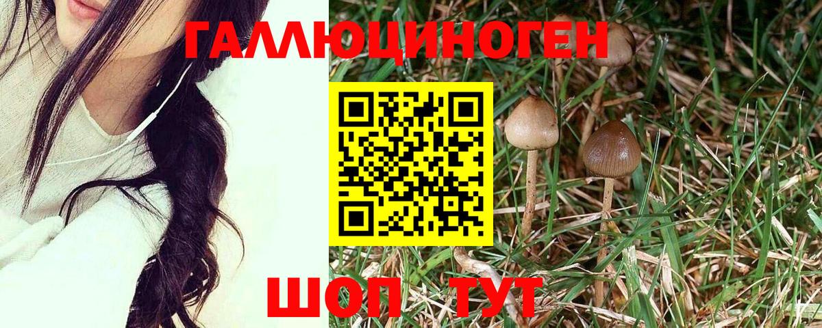 Псилоцибиновые грибы Psilocybine cubensis Медногорск